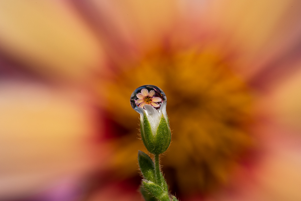 Platz 3   1 Kajetzan Prinz